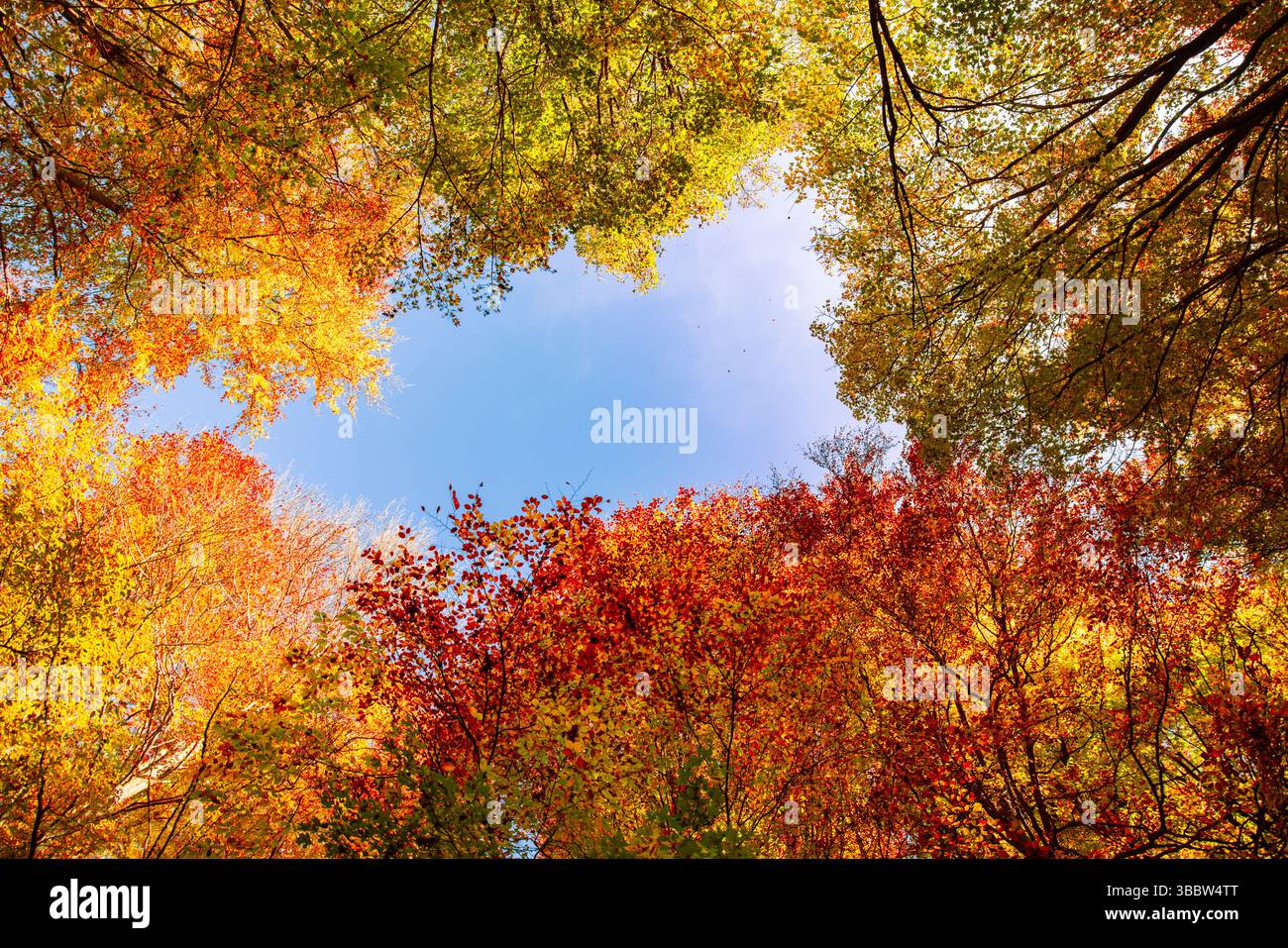 Abstrakter Naturhintergrund saisonale Herbstwälder und bunte Blätter von unten betrachtet, künstlerische Perspektive schafft malerische Naturtapeten Stockfoto