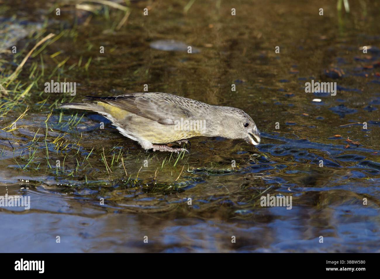 Grote Kruisbek, Parrot Gegenwechsel, Loxia pytyopsittacus Stockfoto