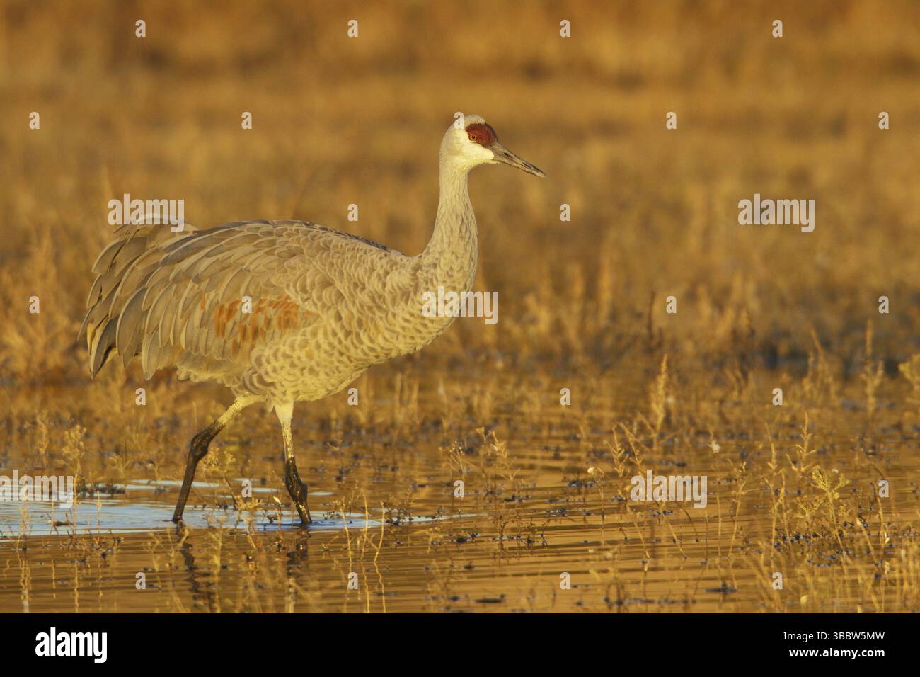 Sandhill Crane (Antigone canadensis), New Mexico, USA, Nordamerika Stockfoto