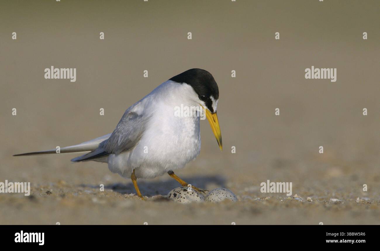 Least Tern (Sternula antillarum), Texas, USA, Nordamerika Stockfoto