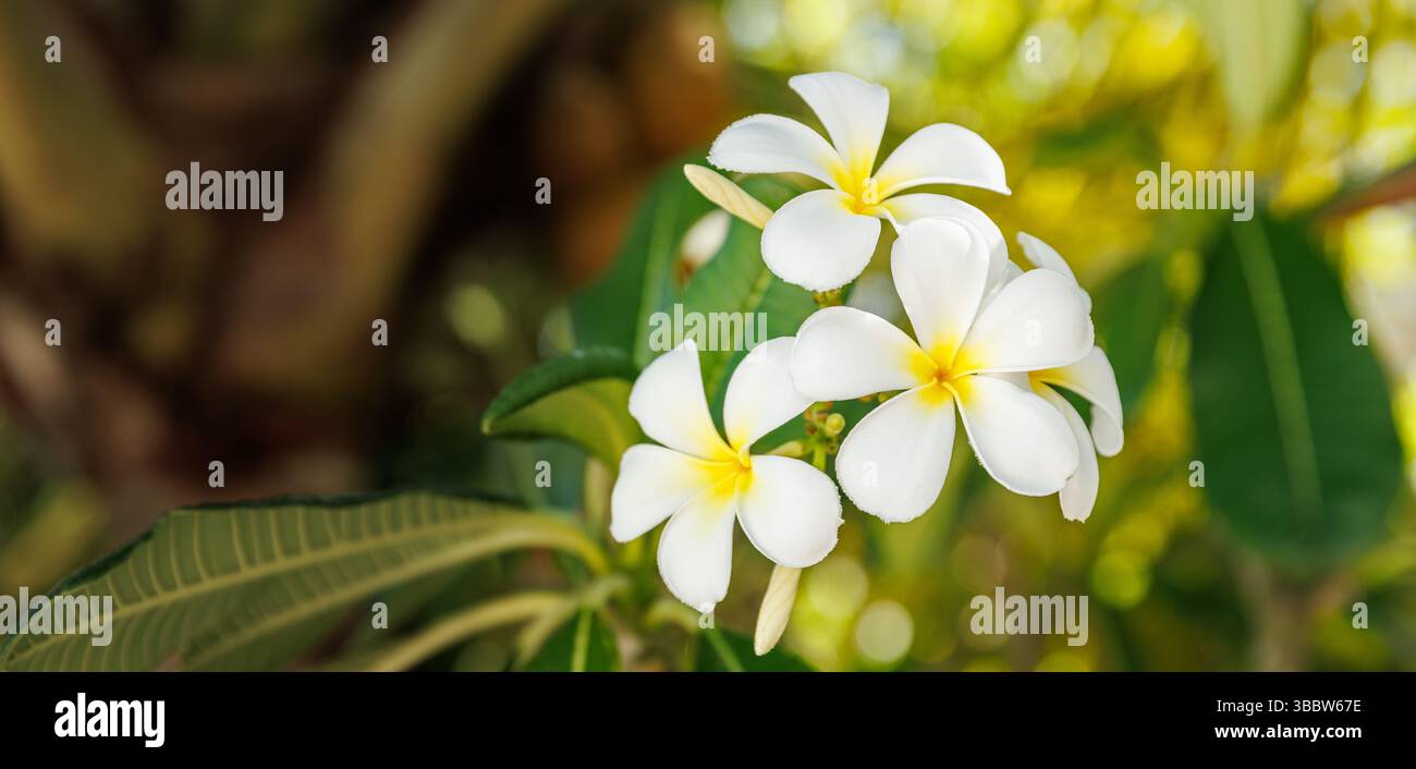 Frangipani Plumeria tropische Blumen blühende exotische Natur, lebendige Sommerfarben, entspannende florale Hintergrund Insel Paradies Schönheit tropische Blüte Stockfoto