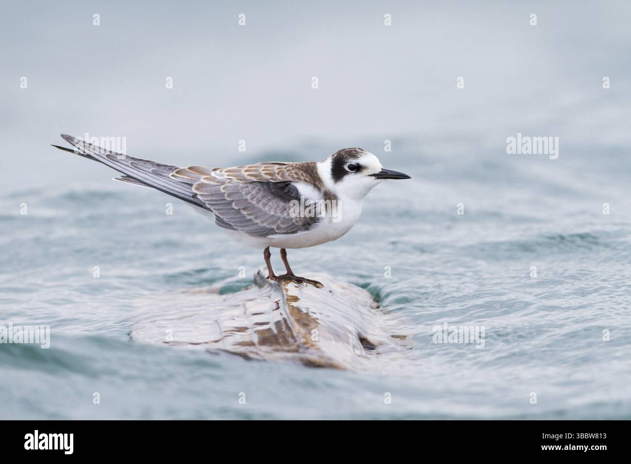 Schwarzteere (Chlidonias niger), Baden-Württemberg, Deutschland, Europa Stockfoto