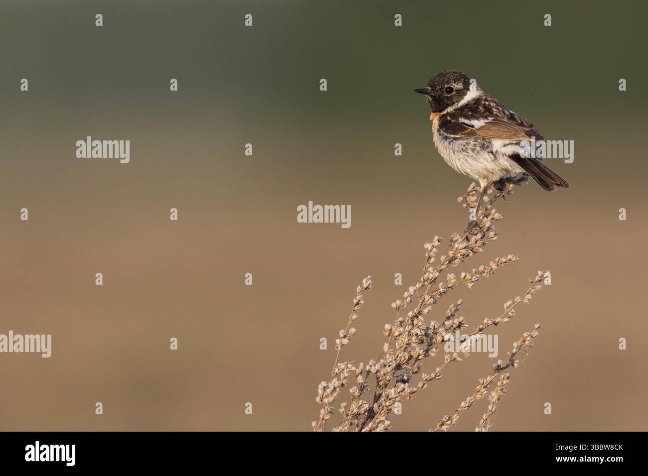 Sibirisches Schwarzkehlchen - Pallasschwarzkehlchen - Saxicola Maurus, Russland (Ural), 2 cy Männlich Stockfoto