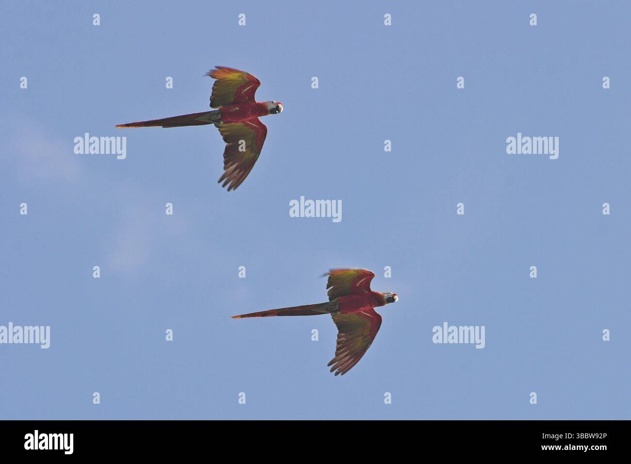 Scharlach (Ara macao) fliegt, Costa Rica, Mittelamerika Stockfoto