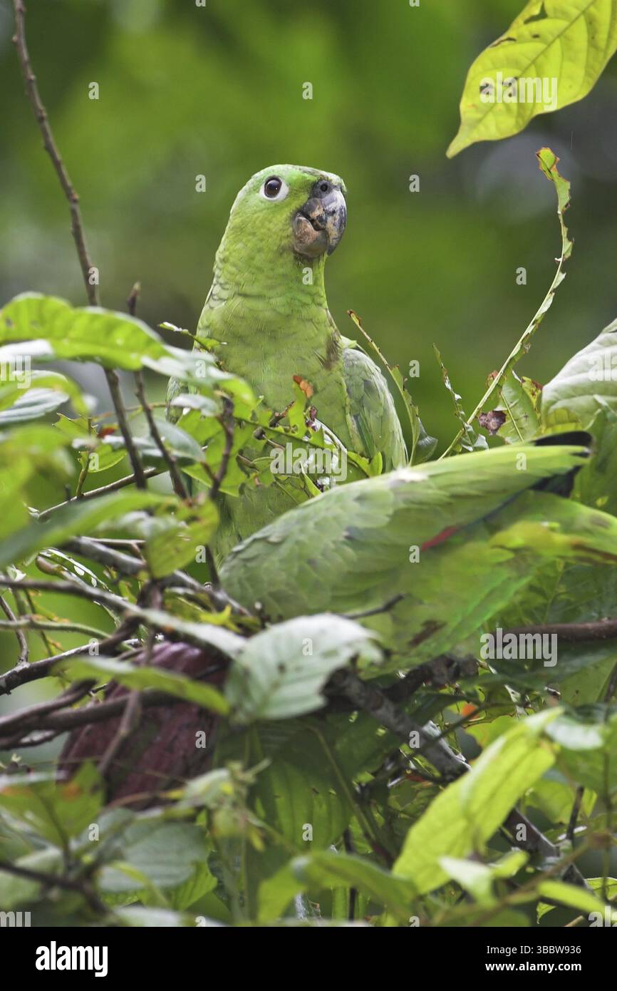 Südliches Mealy Amazonas (Amazona farinosa), Costa Rica, Mittelamerika Stockfoto
