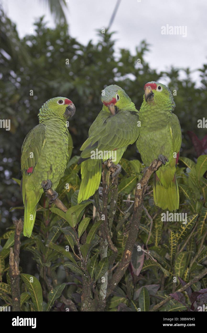 Amazonas autumnalis (Amazona autumnalis), Costa Rica, Mittelamerika Stockfoto