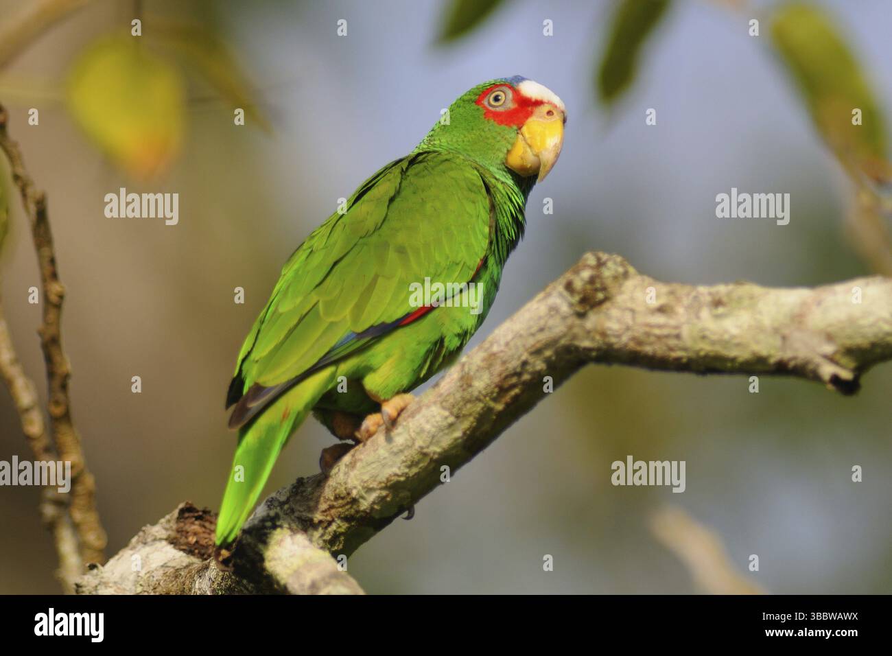 Amazonas albifrons, Guatemala, Zentralamerika Stockfoto