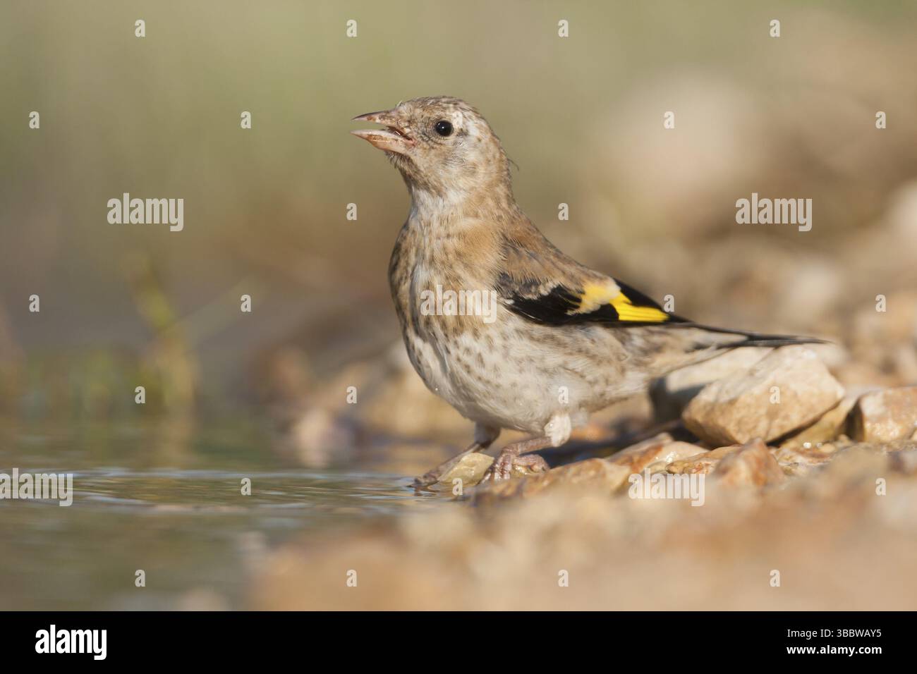 Europäischer Goldfinch - Stieglitz - Carduelis carduelis ssp. Balcanica, Kroatien, Jugendliche, Europa Stockfoto