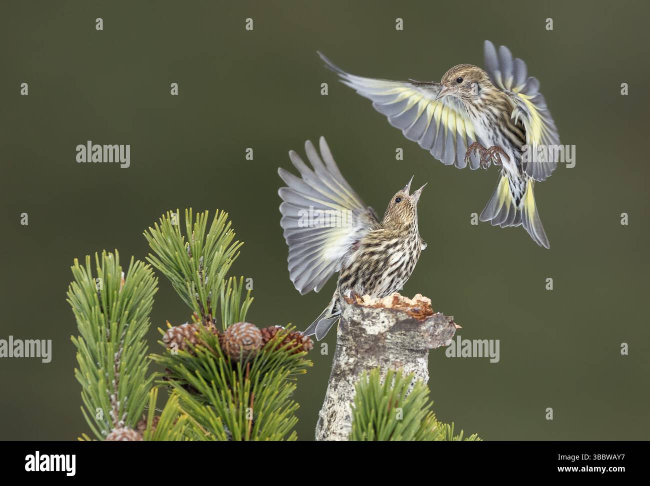 Pine Siskin (Spinus pinus) stritreling, Alaska, USA, Nordamerika Stockfoto