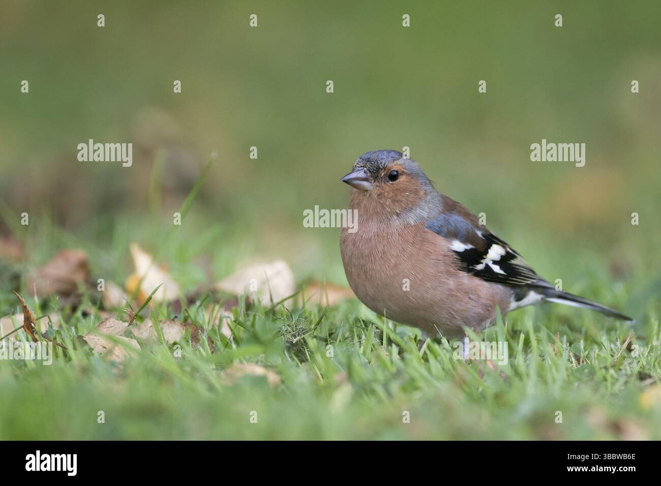 Buchfink - Fringilla coelebs ssp. Gengleri, Großbritannien, Erwachsene männlich Stockfoto