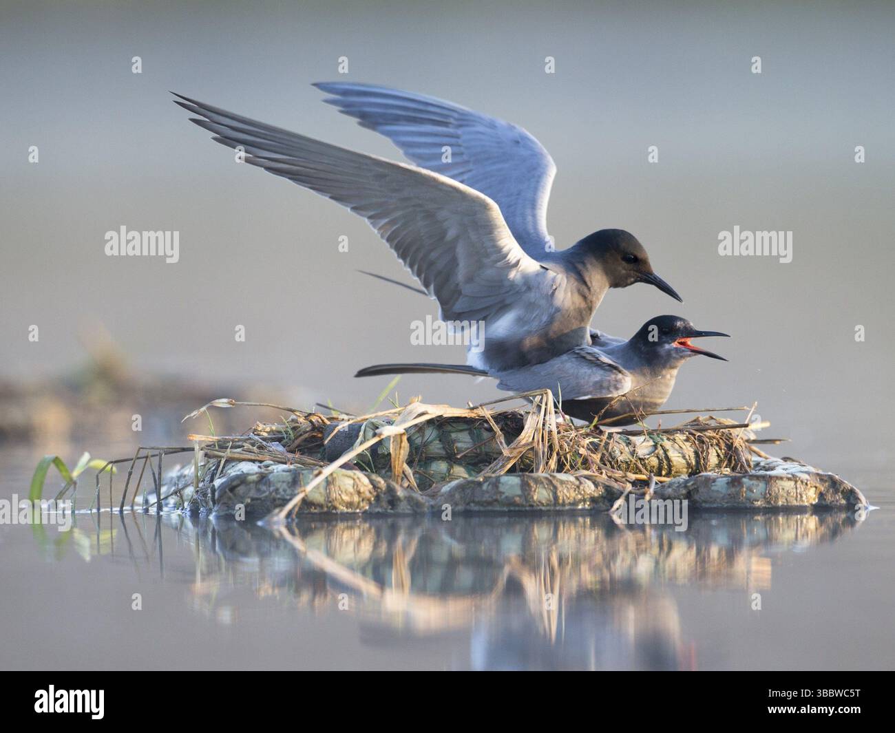Paarung der Schwarzteere (Chlidonias niger), Mecklenburg-Vorpommern, Deutschland, Europa Stockfoto