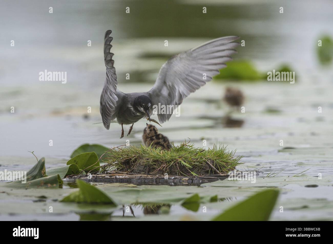 Schwarzteere (Chlidonias niger) Fütterung von Jugendlichen, Schleswig-Holstein, Deutschland, Europa Stockfoto