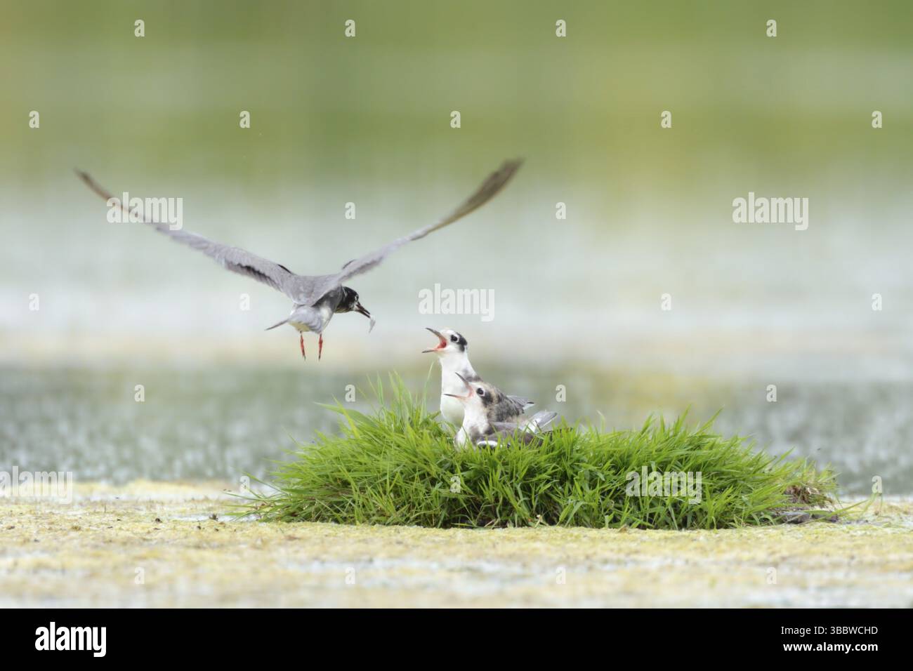 Schwarzteere (Chlidonias niger) juvenile, Niederlande Stockfoto