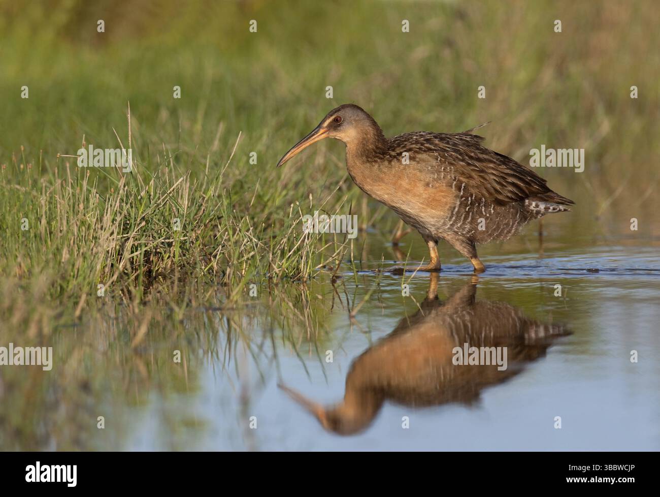 King Rail (Rallus elegans), Texas, USA, Nordamerika Stockfoto