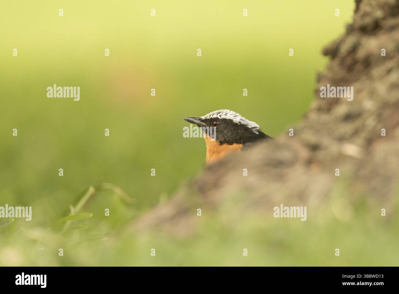 Weißgekrönter Robin-Chat (Cossypha albicapillus), Gambia, Afrika Stockfoto
