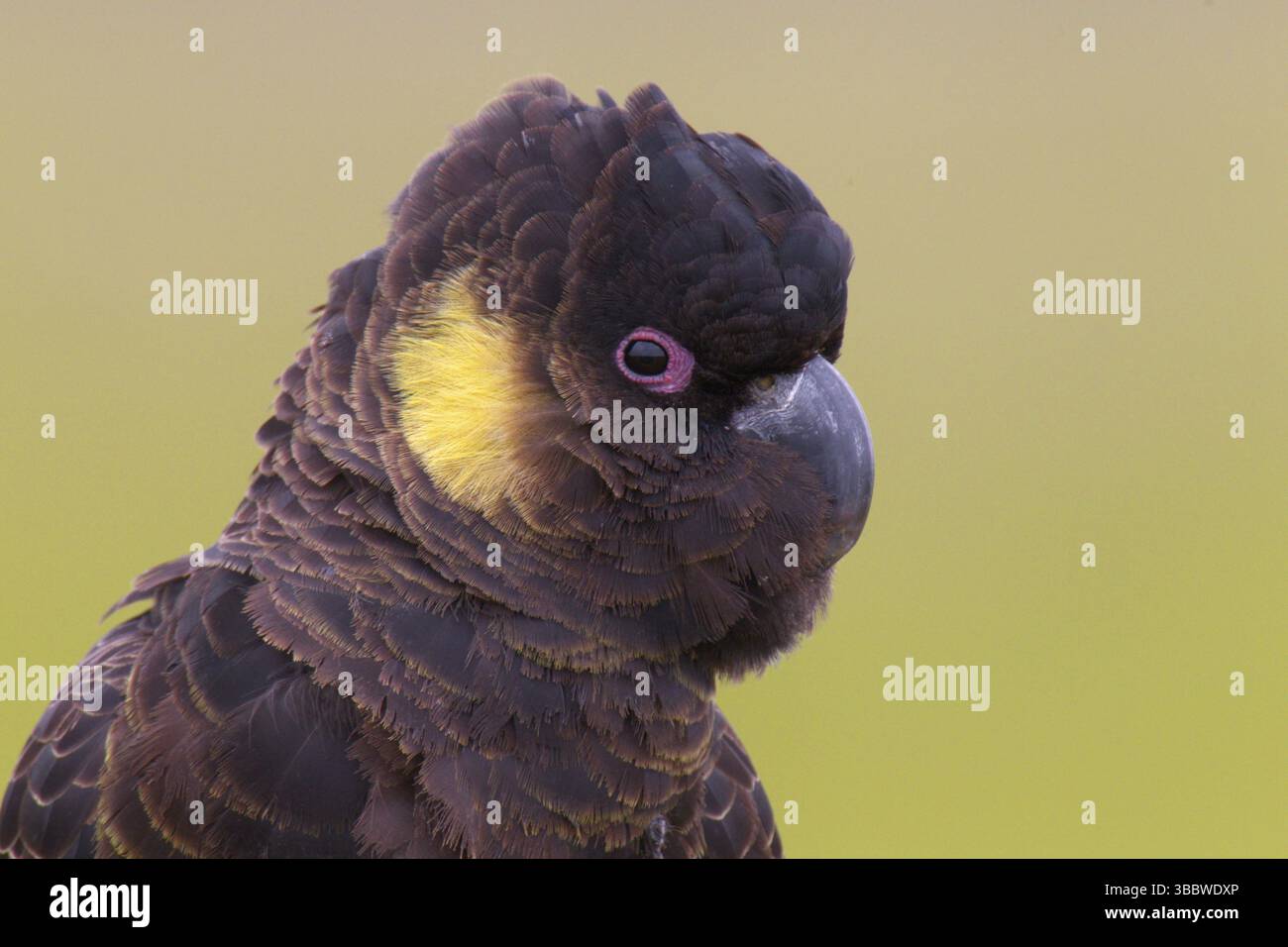 Gelbschwanzkakatoo (Calyptorhynchus funereus), Australien, Ozeanien Stockfoto