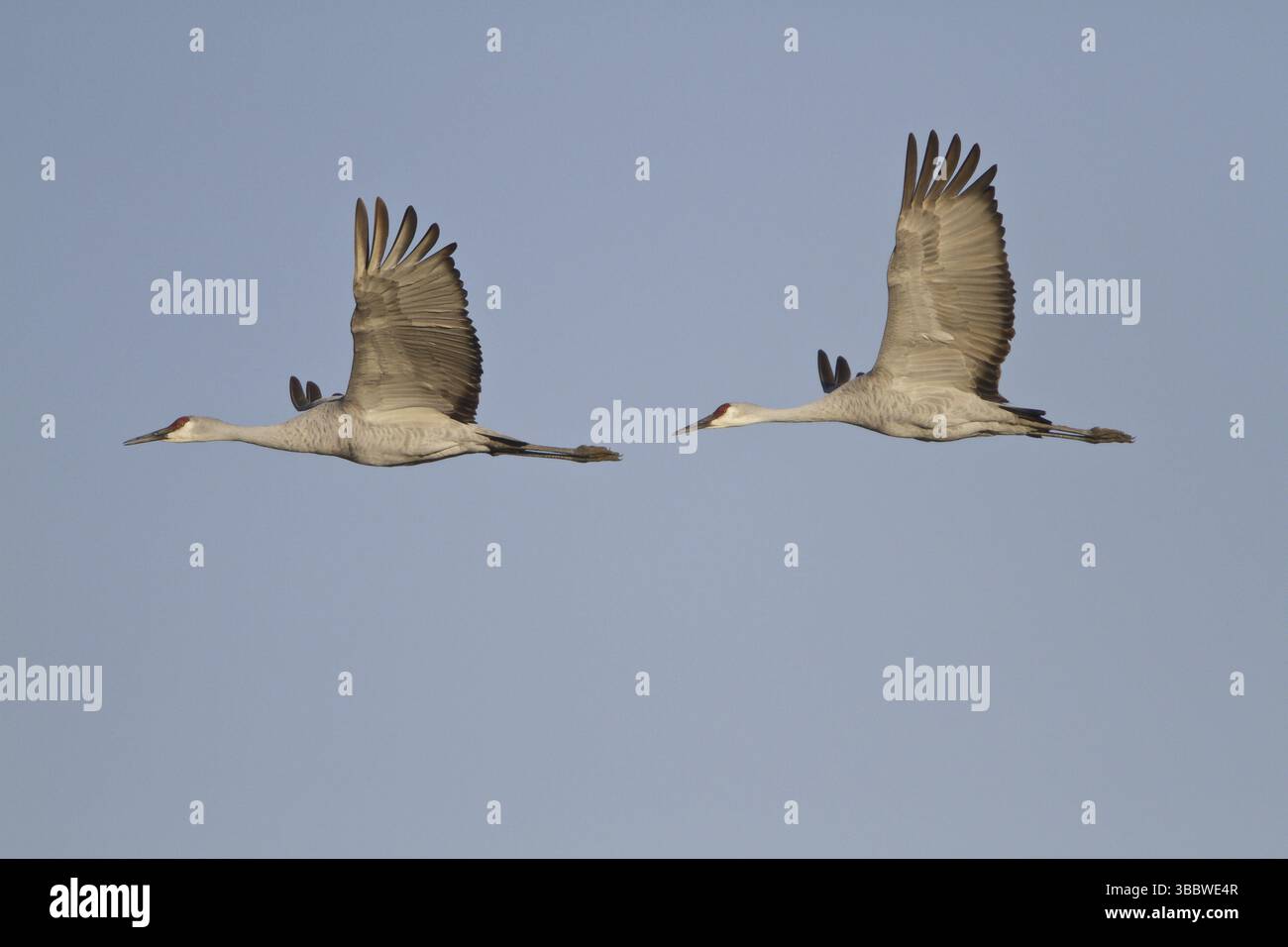 Sandhill Crane (Antigone canadensis) fliegt, New Mexico, USA, Nordamerika Stockfoto