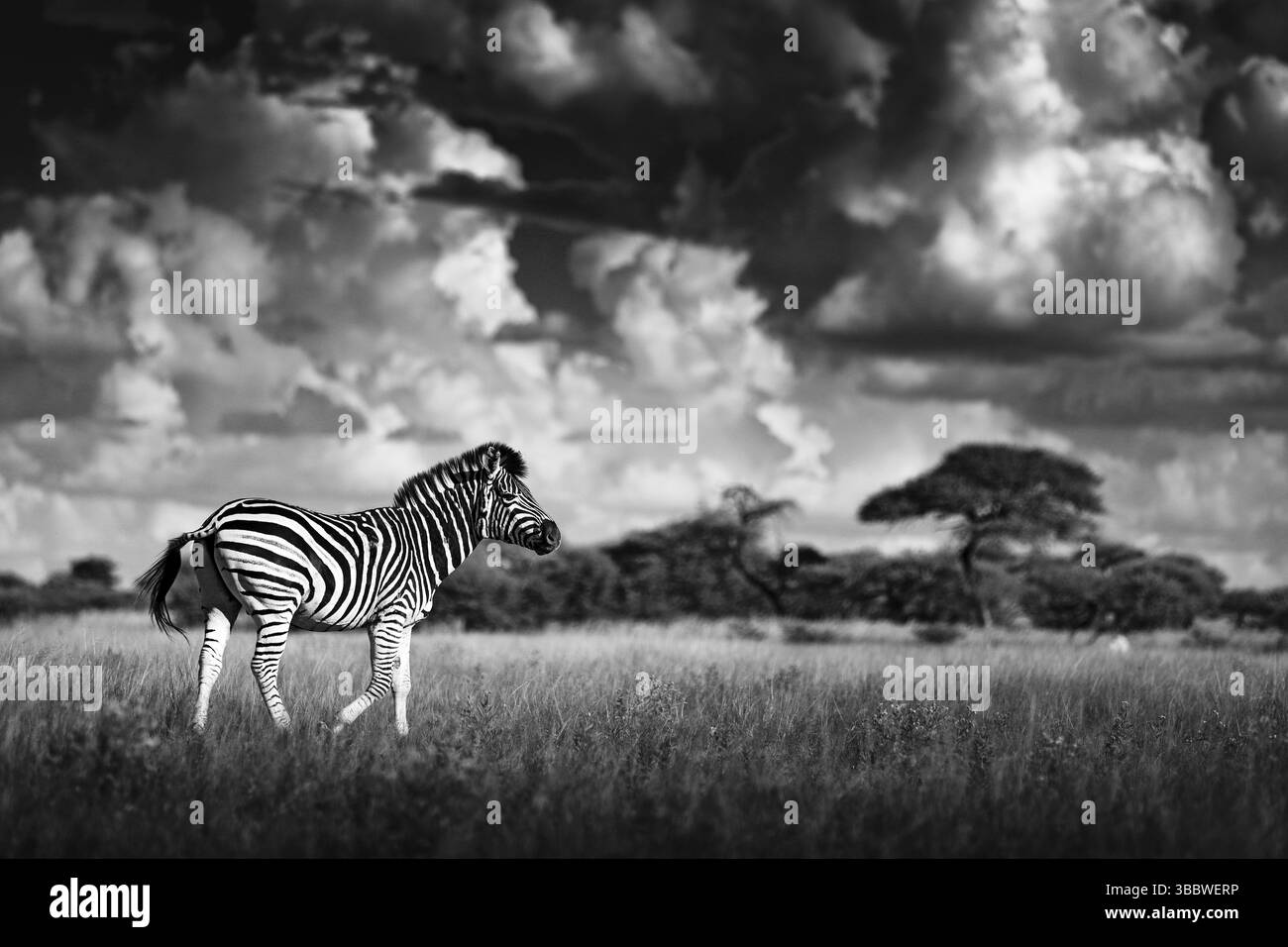 Zebra mit blauem Sturmhimmel. Burchells Zebra, Equus quagga burchellii, Nxai Pan National Park, Botswana, Afrika. Wildes Tier auf der grünen Wiese. Wildl Stockfoto