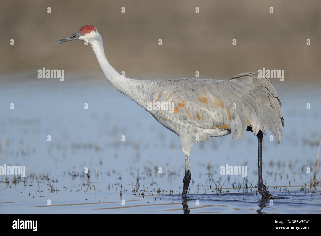 Sandhill Crane (Antigone canadensis), New Mexico, USA, Nordamerika Stockfoto