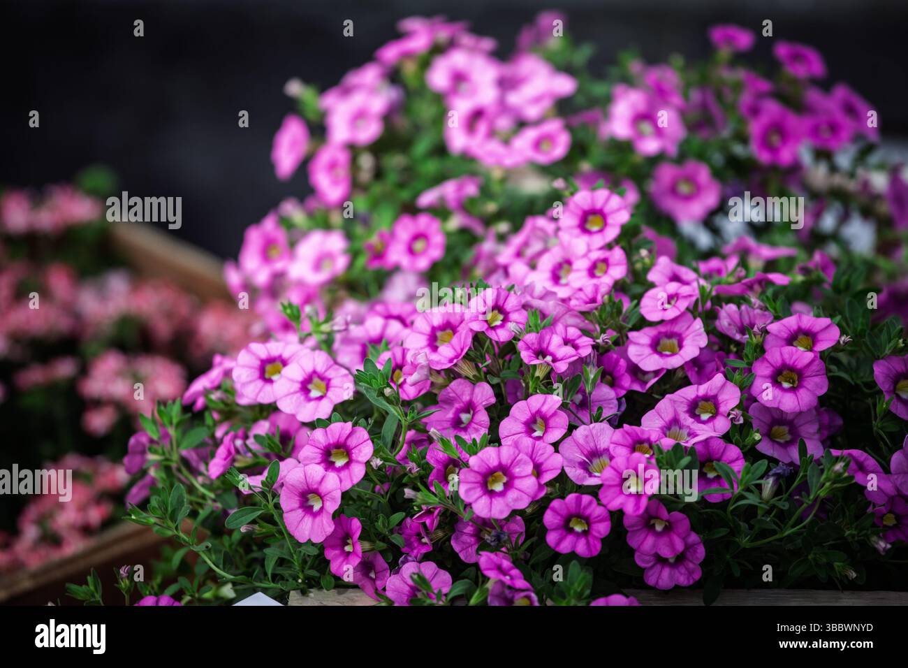 Nahaufnahme von üppigen calibrachoa - Millionen Glocken - in lebhaften Magenta-Tönen auf einer Gartenbank; Gruppen von winzigen Petunenblüten bedecken dichtes Gree Stockfoto