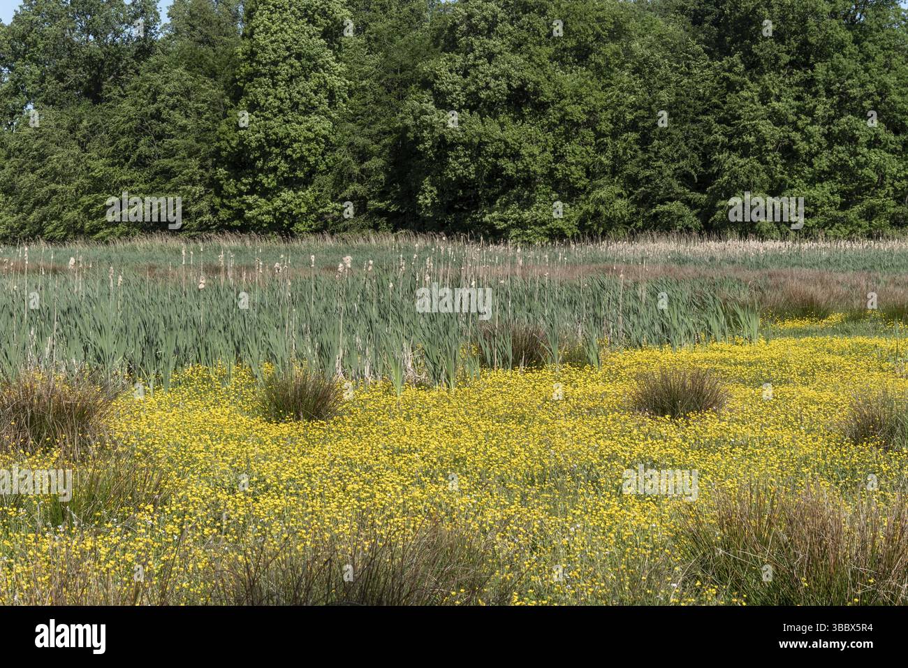 Gelbe Sumpfblumen blühen in einem Feuchtgebiet mit Schilf und Wald im Hintergrund und schaffen eine lebendige Frühlingsszene Stockfoto