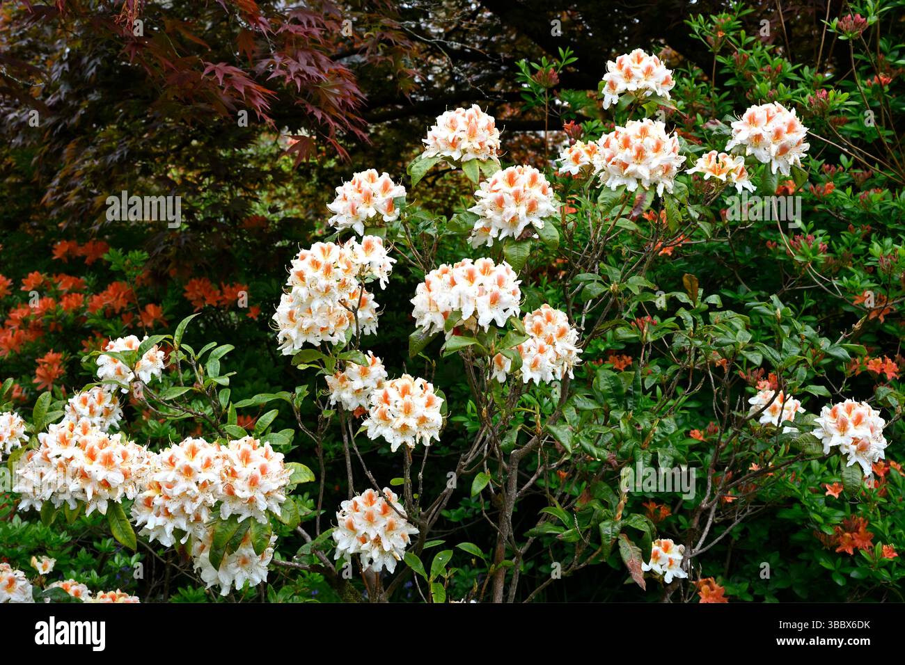 Weiße und orange Frühlingsblumen des Rhododendron 'Glory of Littleworth' UK Garden Mai Stockfoto
