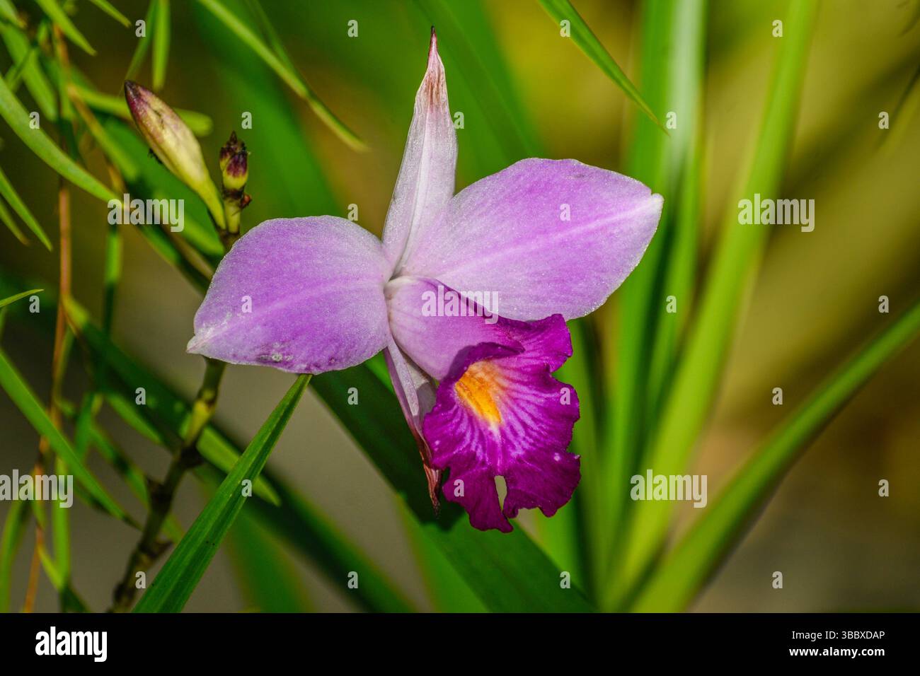 Bambus blte -Fotos und -Bildmaterial in hoher Auflsung  Alamy