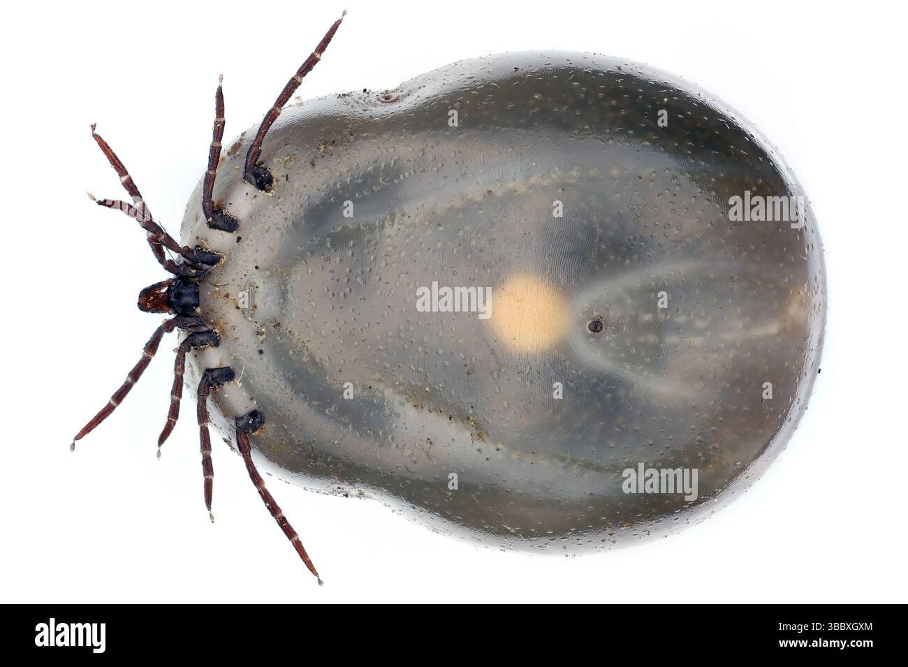 Verschwommene Zecke (voller Blut) auf weißem Hintergrund. Ursache einer Lyme-Borreliose (Borreliose) Meningitis und andere gefährliche Krankheiten. Ventrale Seite. Stockfoto