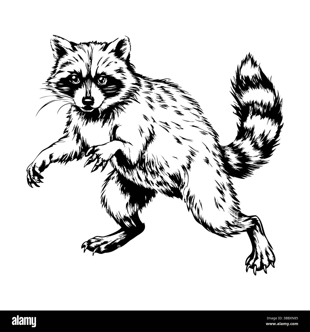 Waschbär mit dynamischer Haltung im Vintage-Stil Stock Vektor