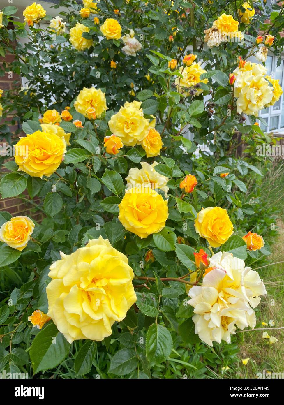 Eine gelbe Rose blüht im Vorgarten eines Hauses in Reading, Großbritannien - Smartphone-aufgenommenes Stockfoto