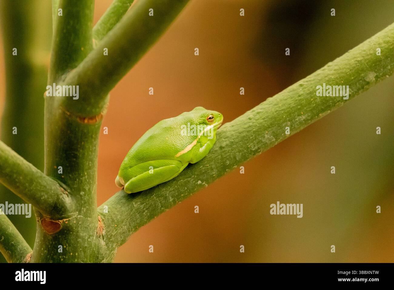Amerikanischer grüner Baumfrosch lebt in Reptile Gardens, South dakota Stockfoto