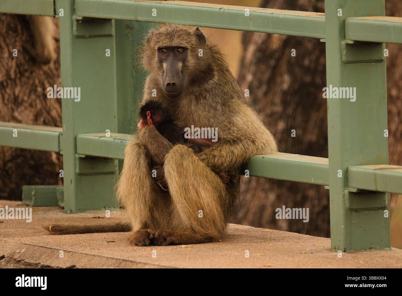 Chacma Pavian Mutter mit Baby im Kruger-Nationalpark, Südafrika – zärtlicher Moment in der natürlichen afrikanischen Wildnis Stockfoto