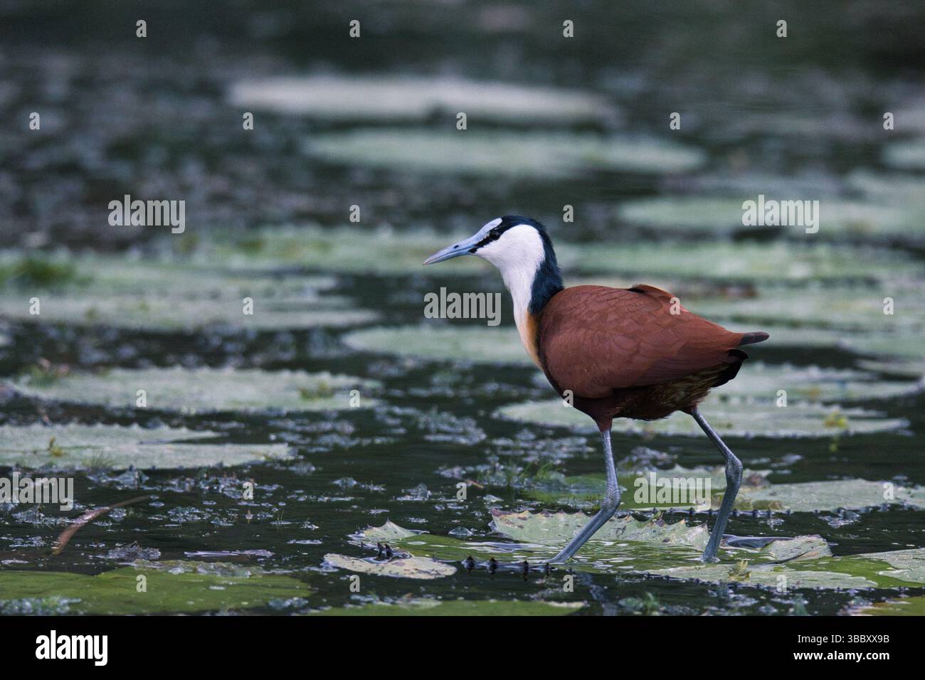 Afrikanischer Jacana-Spaziergang auf Lilienpads im Kruger-Nationalpark, Südafrika – markanter Feuchtvogel, der für lange Zehen und einzigartige schwimmende Schritte bekannt ist. Stockfoto