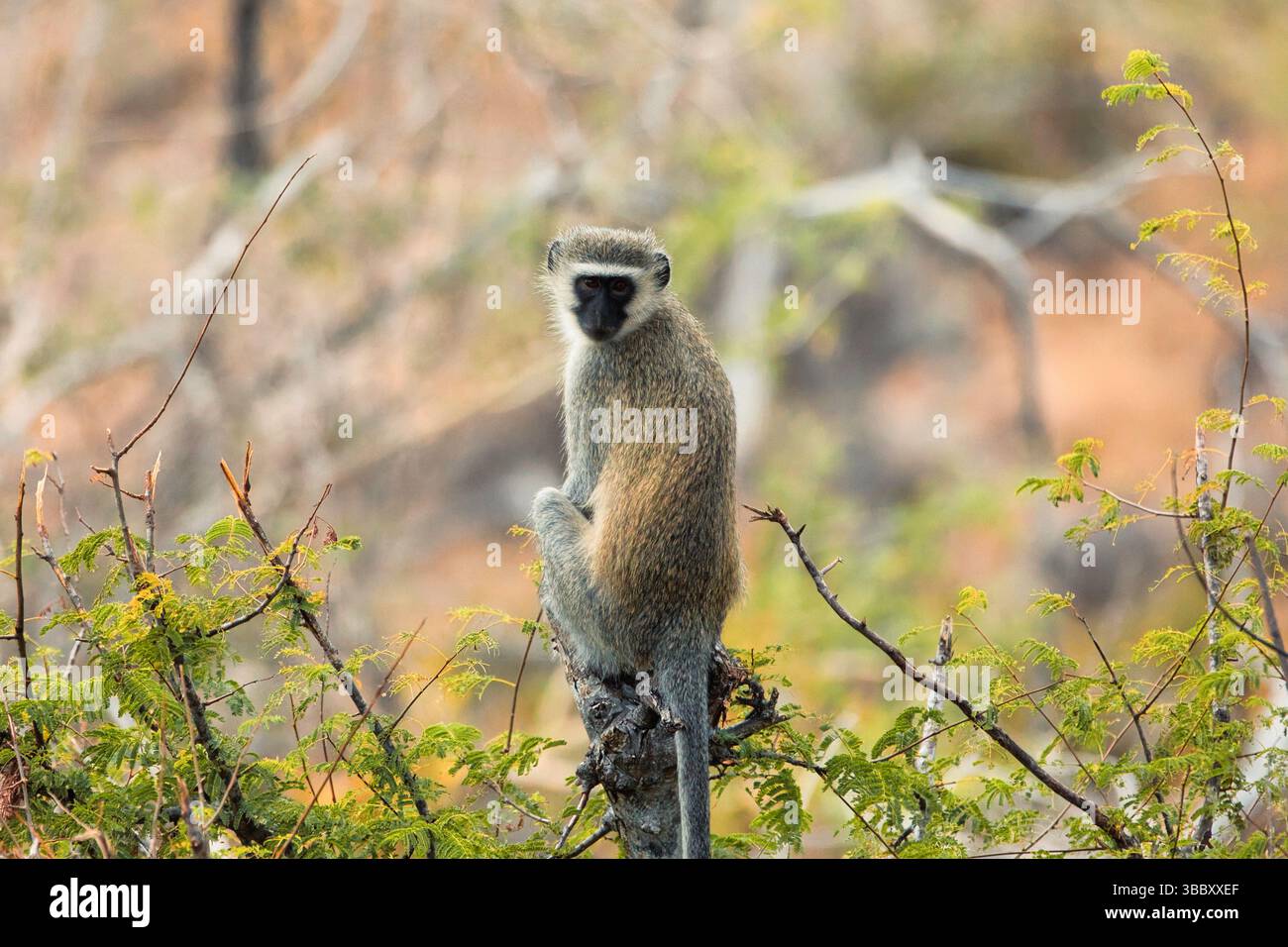 Ein Rotvetaffen (Chlorocebus pygerythrus) thront wachsam auf einem Baumzweig im Kruger-Nationalpark, Südafrika. Stockfoto