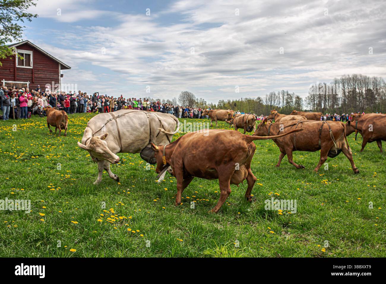 17. Mai 2025, Tampere, Region Pirkanmaa, FINNLAND: Jedes Frühjahr, AhlmanEdu in Tampere beherbergt eine der bezauberndsten ländlichen Traditionen Finnlands, die im Frühjahr einheimische finnische Rinder auf die Weide bringt. An diesem besonderen Tag versammeln sich Tausende, um den freudigen Moment zu erleben, während Ahlmans finnische Kühe nach dem Winter zum ersten Mal frei auf die offenen Felder laufen, typischerweise gegen 11:00 UHR. Die Veranstaltung unterstreicht die tiefe Verbindung zwischen finnischer Landwirtschaft und Tierschutz. Die energiegeladenen, verspielten Bewegungen der Rinder fangen einen Moment purer Natur und Tradition ein. Die Umgebung umfasst eine malerische Kulisse Stockfoto