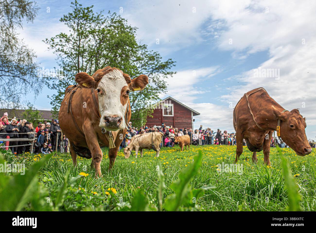 17. Mai 2025, Tampere, Region Pirkanmaa, FINNLAND: Jedes Frühjahr, AhlmanEdu in Tampere beherbergt eine der bezauberndsten ländlichen Traditionen Finnlands, die im Frühjahr einheimische finnische Rinder auf die Weide bringt. An diesem besonderen Tag versammeln sich Tausende, um den freudigen Moment zu erleben, während Ahlmans finnische Kühe nach dem Winter zum ersten Mal frei auf die offenen Felder laufen, typischerweise gegen 11:00 UHR. Die Veranstaltung unterstreicht die tiefe Verbindung zwischen finnischer Landwirtschaft und Tierschutz. Die energiegeladenen, verspielten Bewegungen der Rinder fangen einen Moment purer Natur und Tradition ein. Die Umgebung umfasst eine malerische Kulisse Stockfoto