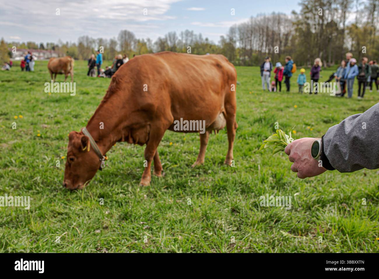 17. Mai 2025, Tampere, Region Pirkanmaa, FINNLAND: Jedes Frühjahr, AhlmanEdu in Tampere beherbergt eine der bezauberndsten ländlichen Traditionen Finnlands, die im Frühjahr einheimische finnische Rinder auf die Weide bringt. An diesem besonderen Tag versammeln sich Tausende, um den freudigen Moment zu erleben, während Ahlmans finnische Kühe nach dem Winter zum ersten Mal frei auf die offenen Felder laufen, typischerweise gegen 11:00 UHR. Die Veranstaltung unterstreicht die tiefe Verbindung zwischen finnischer Landwirtschaft und Tierschutz. Die energiegeladenen, verspielten Bewegungen der Rinder fangen einen Moment purer Natur und Tradition ein. Die Umgebung umfasst eine malerische Kulisse Stockfoto