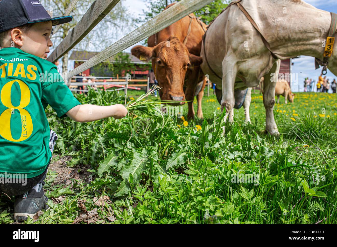 17. Mai 2025, Tampere, Region Pirkanmaa, FINNLAND: Jedes Frühjahr, AhlmanEdu in Tampere beherbergt eine der bezauberndsten ländlichen Traditionen Finnlands, die im Frühjahr einheimische finnische Rinder auf die Weide bringt. An diesem besonderen Tag versammeln sich Tausende, um den freudigen Moment zu erleben, während Ahlmans finnische Kühe nach dem Winter zum ersten Mal frei auf die offenen Felder laufen, typischerweise gegen 11:00 UHR. Die Veranstaltung unterstreicht die tiefe Verbindung zwischen finnischer Landwirtschaft und Tierschutz. Die energiegeladenen, verspielten Bewegungen der Rinder fangen einen Moment purer Natur und Tradition ein. Die Umgebung umfasst eine malerische Kulisse Stockfoto