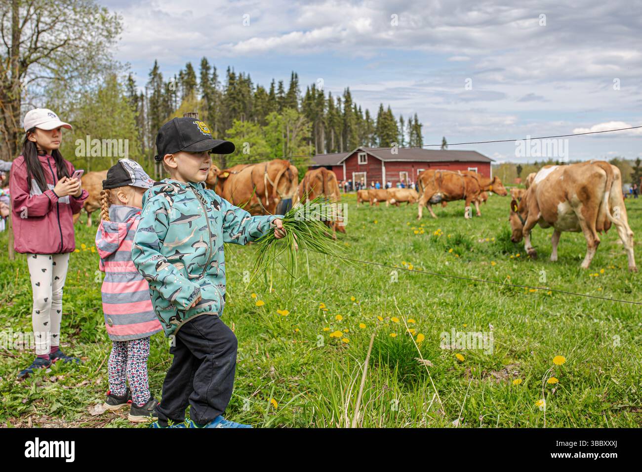 17. Mai 2025, Tampere, Region Pirkanmaa, FINNLAND: Jedes Frühjahr, AhlmanEdu in Tampere beherbergt eine der bezauberndsten ländlichen Traditionen Finnlands, die im Frühjahr einheimische finnische Rinder auf die Weide bringt. An diesem besonderen Tag versammeln sich Tausende, um den freudigen Moment zu erleben, während Ahlmans finnische Kühe nach dem Winter zum ersten Mal frei auf die offenen Felder laufen, typischerweise gegen 11:00 UHR. Die Veranstaltung unterstreicht die tiefe Verbindung zwischen finnischer Landwirtschaft und Tierschutz. Die energiegeladenen, verspielten Bewegungen der Rinder fangen einen Moment purer Natur und Tradition ein. Die Umgebung umfasst eine malerische Kulisse Stockfoto