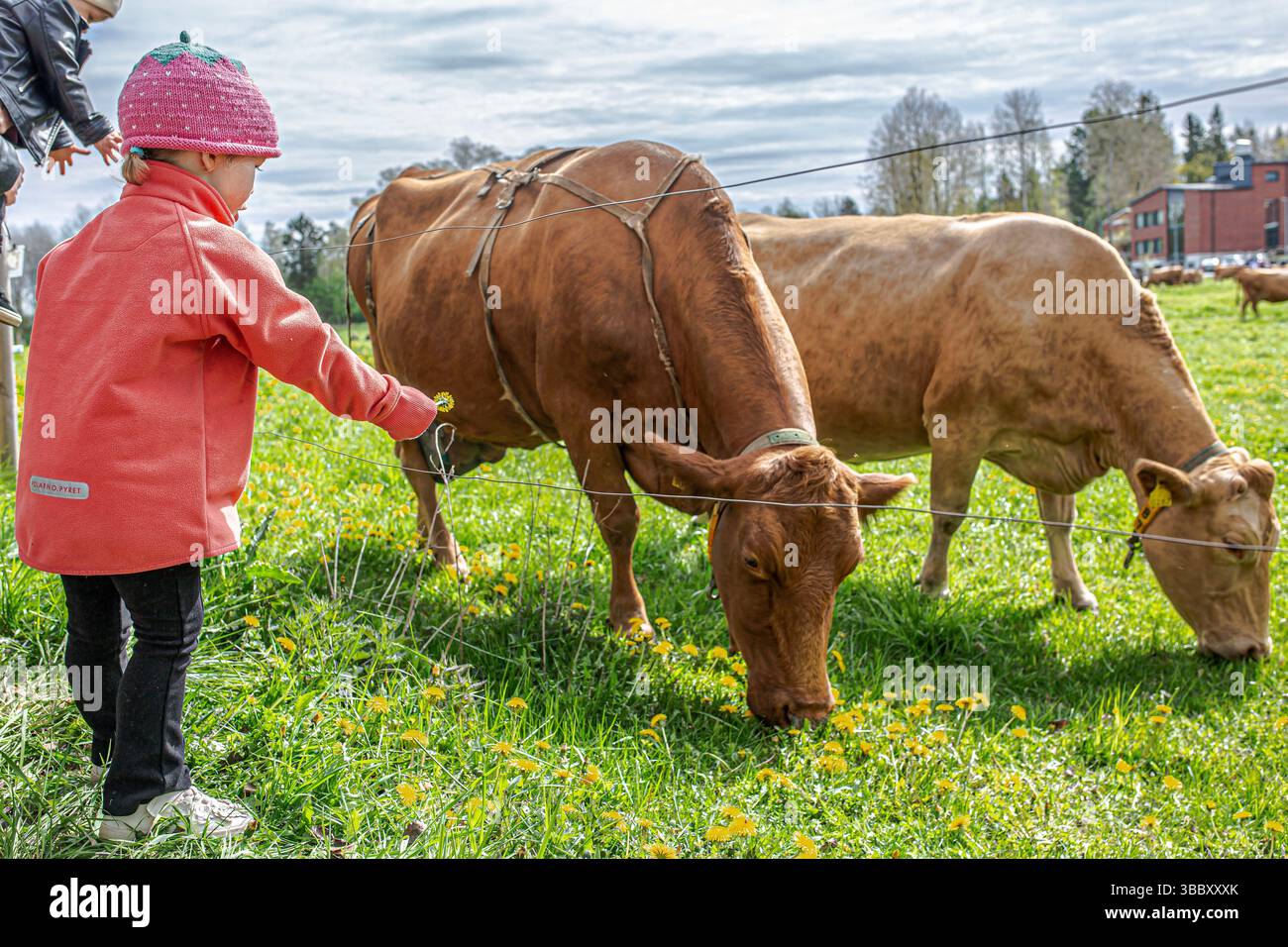 17. Mai 2025, Tampere, Region Pirkanmaa, FINNLAND: Jedes Frühjahr, AhlmanEdu in Tampere beherbergt eine der bezauberndsten ländlichen Traditionen Finnlands, die im Frühjahr einheimische finnische Rinder auf die Weide bringt. An diesem besonderen Tag versammeln sich Tausende, um den freudigen Moment zu erleben, während Ahlmans finnische Kühe nach dem Winter zum ersten Mal frei auf die offenen Felder laufen, typischerweise gegen 11:00 UHR. Die Veranstaltung unterstreicht die tiefe Verbindung zwischen finnischer Landwirtschaft und Tierschutz. Die energiegeladenen, verspielten Bewegungen der Rinder fangen einen Moment purer Natur und Tradition ein. Die Umgebung umfasst eine malerische Kulisse Stockfoto