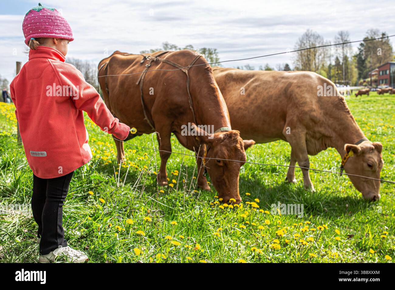 17. Mai 2025, Tampere, Region Pirkanmaa, FINNLAND: Jedes Frühjahr, AhlmanEdu in Tampere beherbergt eine der bezauberndsten ländlichen Traditionen Finnlands, die im Frühjahr einheimische finnische Rinder auf die Weide bringt. An diesem besonderen Tag versammeln sich Tausende, um den freudigen Moment zu erleben, während Ahlmans finnische Kühe nach dem Winter zum ersten Mal frei auf die offenen Felder laufen, typischerweise gegen 11:00 UHR. Die Veranstaltung unterstreicht die tiefe Verbindung zwischen finnischer Landwirtschaft und Tierschutz. Die energiegeladenen, verspielten Bewegungen der Rinder fangen einen Moment purer Natur und Tradition ein. Die Umgebung umfasst eine malerische Kulisse Stockfoto