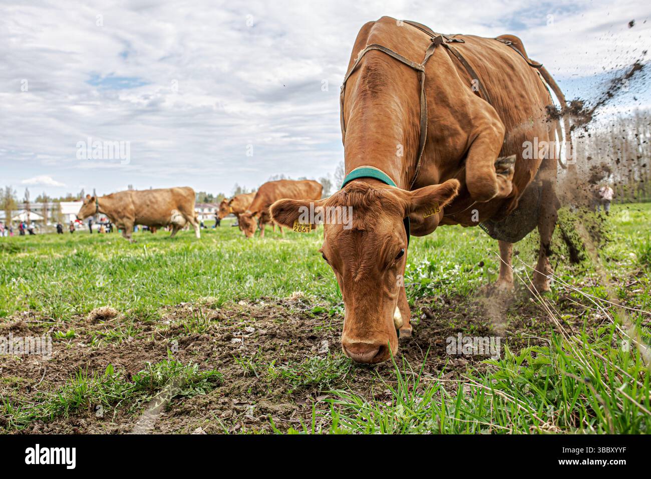 17. Mai 2025, Tampere, Region Pirkanmaa, FINNLAND: Jedes Frühjahr, AhlmanEdu in Tampere beherbergt eine der bezauberndsten ländlichen Traditionen Finnlands, die im Frühjahr einheimische finnische Rinder auf die Weide bringt. An diesem besonderen Tag versammeln sich Tausende, um den freudigen Moment zu erleben, während Ahlmans finnische Kühe nach dem Winter zum ersten Mal frei auf die offenen Felder laufen, typischerweise gegen 11:00 UHR. Die Veranstaltung unterstreicht die tiefe Verbindung zwischen finnischer Landwirtschaft und Tierschutz. Die energiegeladenen, verspielten Bewegungen der Rinder fangen einen Moment purer Natur und Tradition ein. Die Umgebung umfasst eine malerische Kulisse Stockfoto