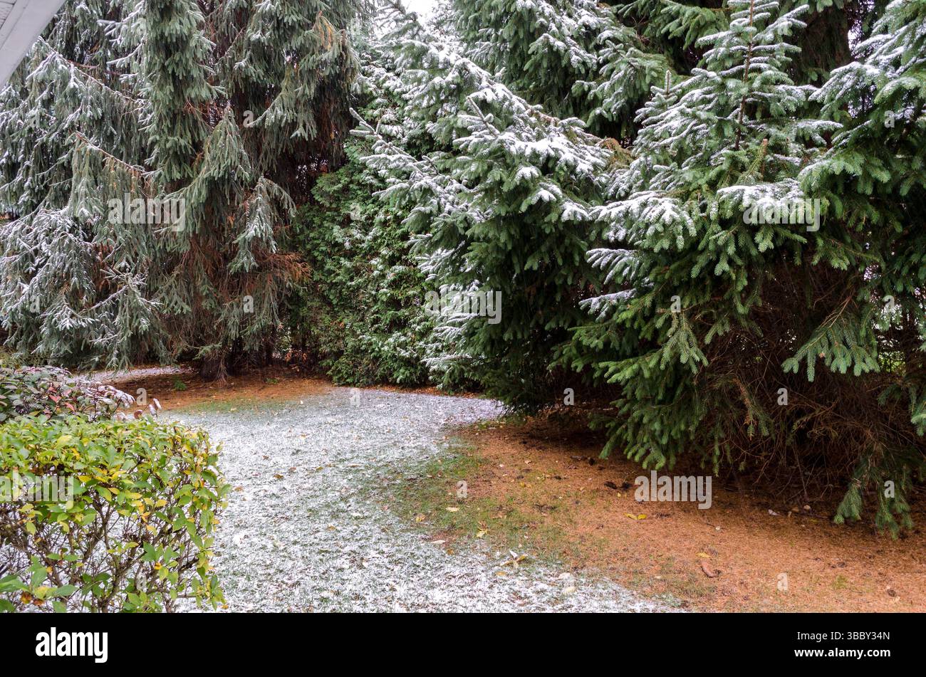 Schneebedeckter Pfad zwischen Evergreens bei leichtem Schnee Stockfoto
