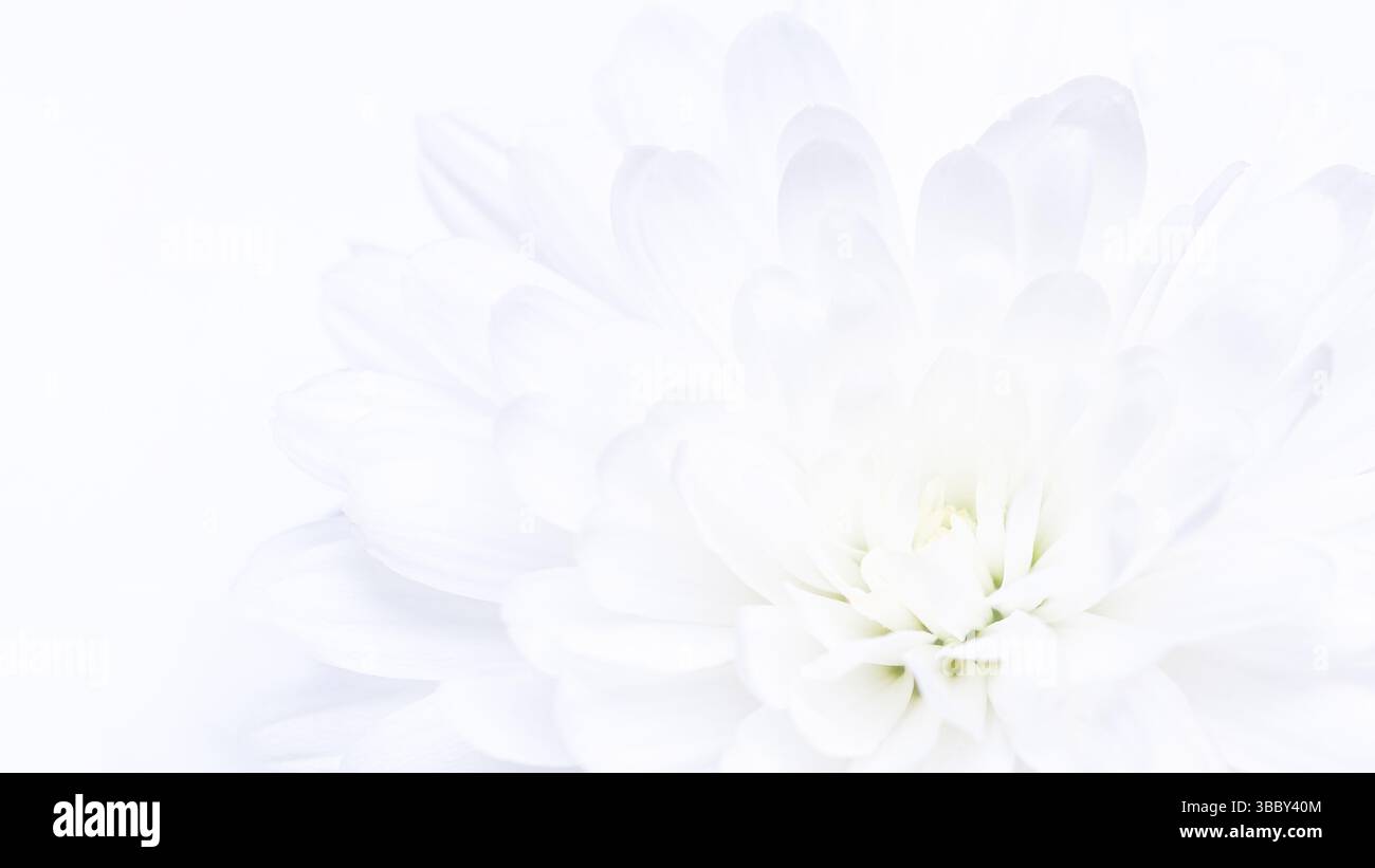 Nahaufnahme von zarten weißen Blütenblättern vor einem weichen, hellen Hintergrund. Die Blütenblätter erscheinen glatt und mehrschichtig, Banner. Kopierbereich Stockfoto