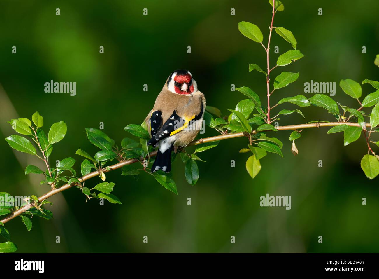 - Stieglitz Carduelis carduelis. Stockfoto