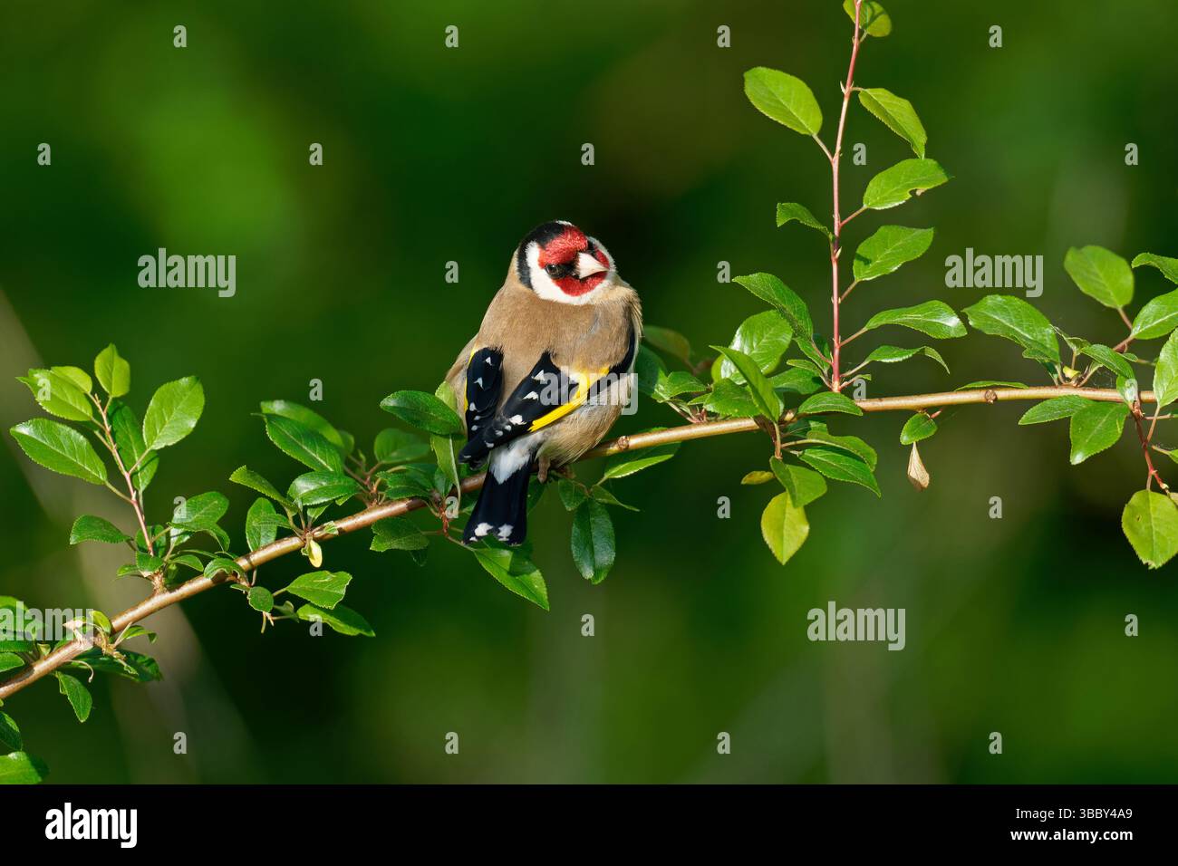- Stieglitz Carduelis carduelis. Stockfoto