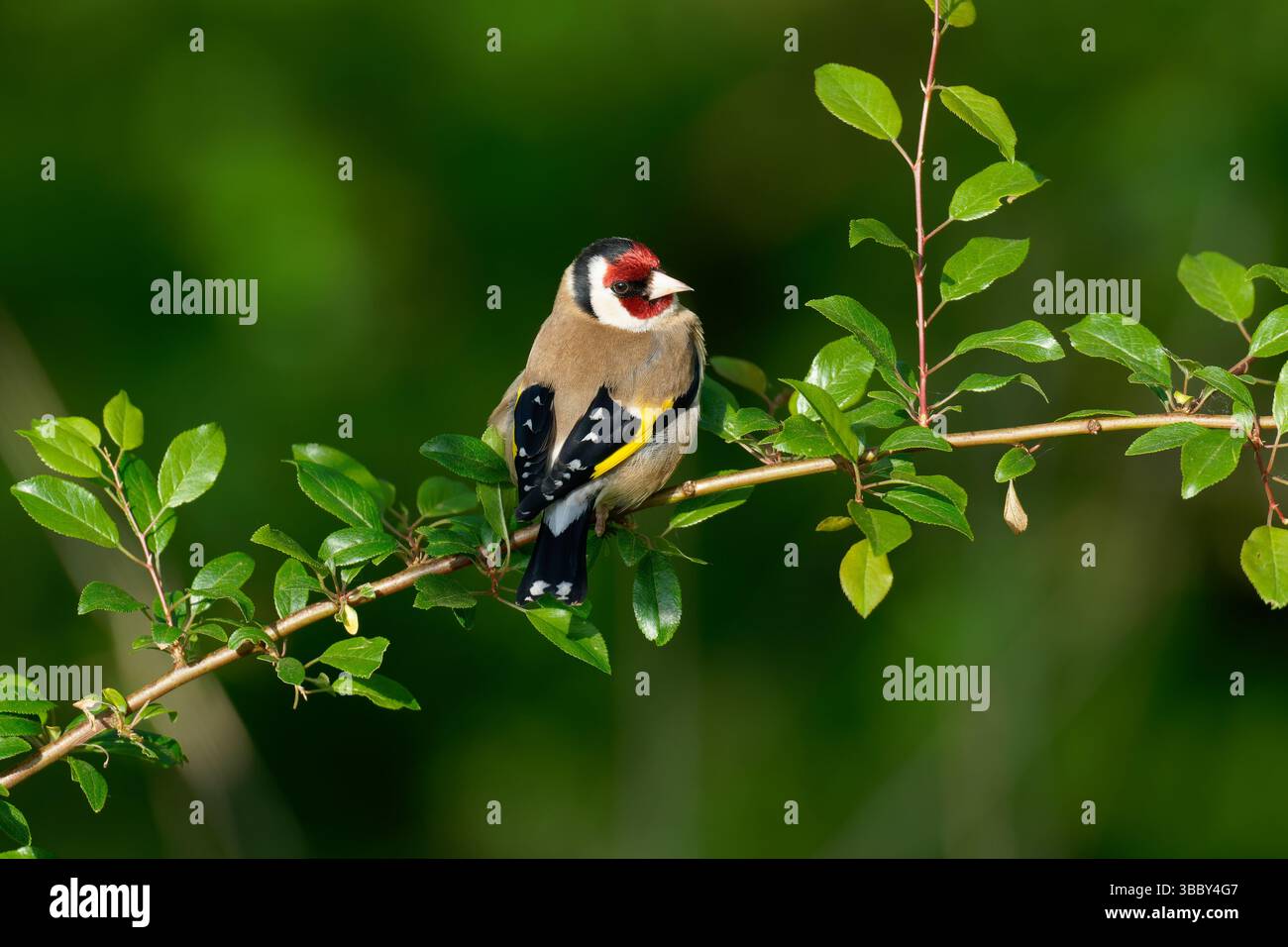 - Stieglitz Carduelis carduelis. Stockfoto