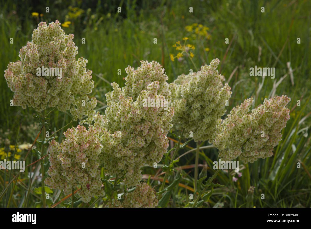 Marokko, Volubilis, Blumen, Sauerampfer, Flora, Stockfoto