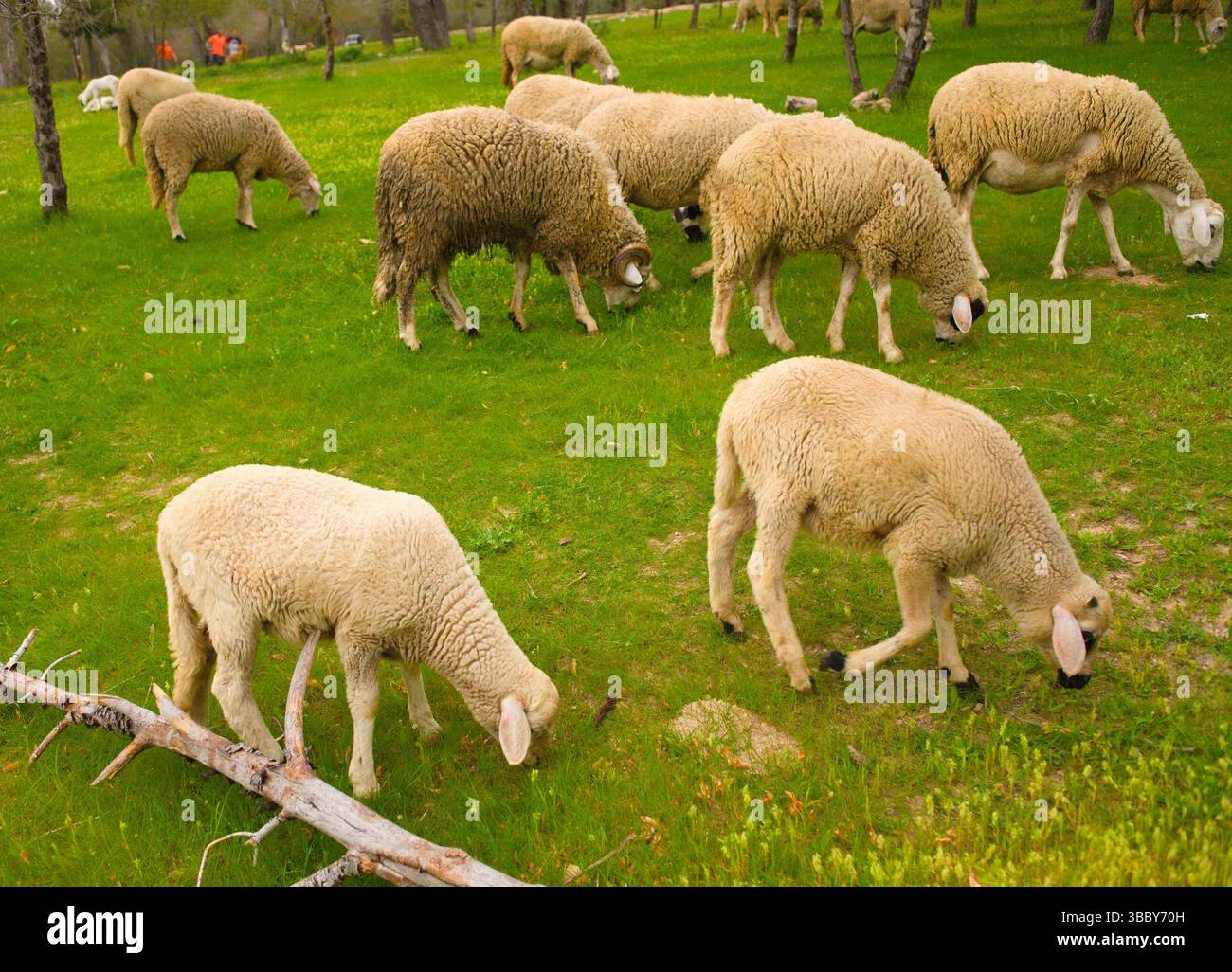 Marokko, Meknès, Medina, Schafe, Tierhaltung, Stockfoto