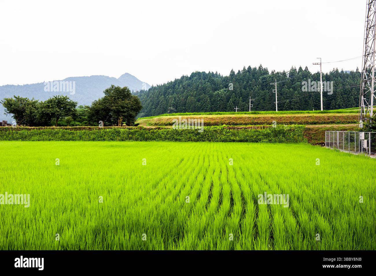 Reisfeld in Nordjapan Stockfoto
